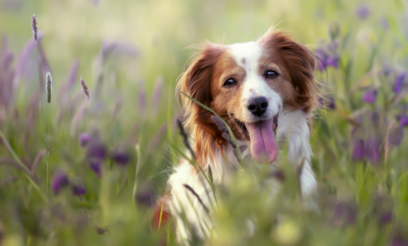 Prise de vue en focus sélectif d'un adorable chien Kooikerhondje dans un champ